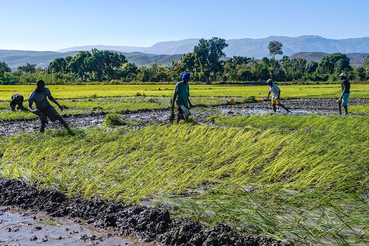 Une année perdue pour le secteur agricole: la PROMODEV fait des recommandations